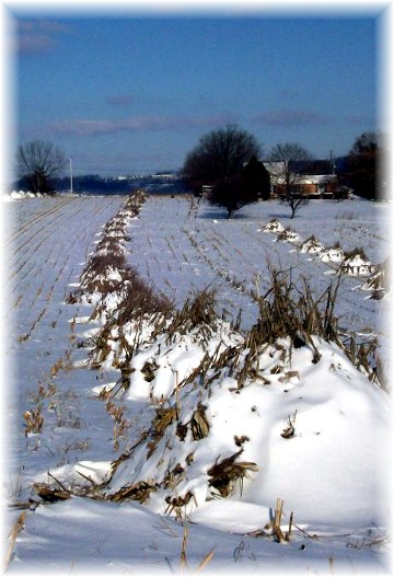 Corn shocks in snow 1/13/11