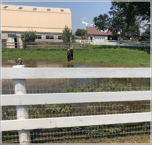 Amish boys playing in "pond" 8/6/18 (Click to enlarge)