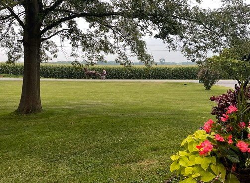 Amish boys going to work