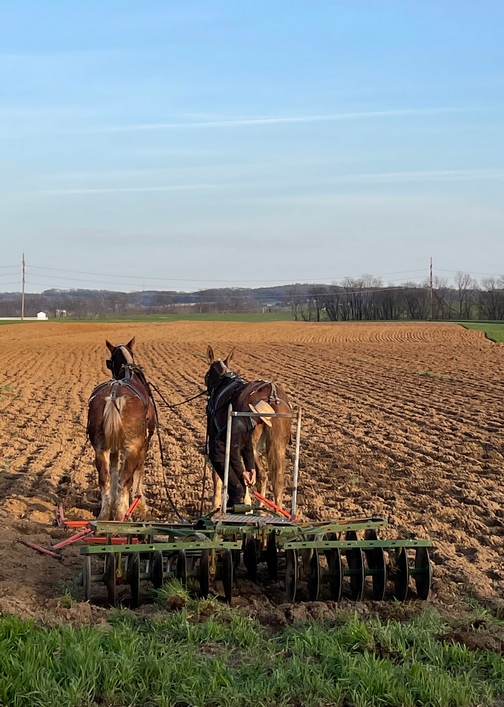Amish field work