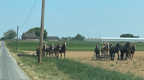 Amish work teams on Kraybill Church Road