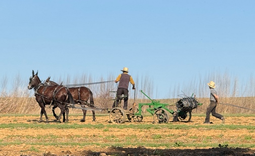 Amish field work