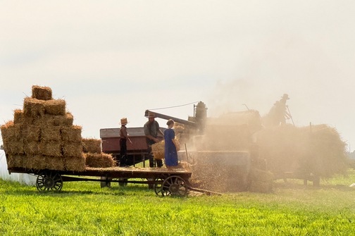 Amish harvest