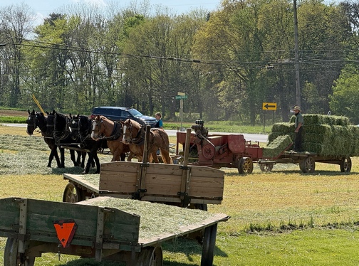 Amish hay harvest