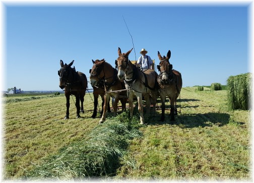 Amish hay harvest