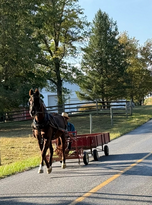 Horse and wagon
