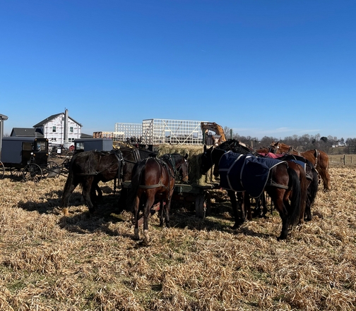 Amish horses feeding