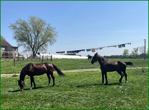 Amish horses
