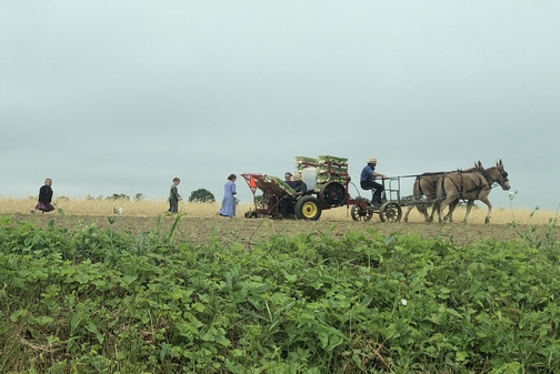 Amish family planting (click to enlarge)