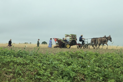 Amish family planting (click to enlarge)