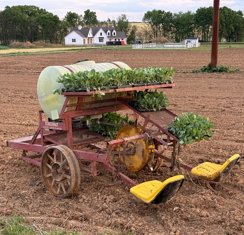Machine to plant cabbage
