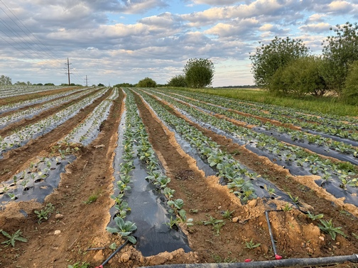 Cabbage planted in field