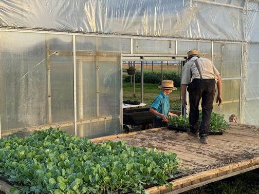 Cabbage being loaded from greenhouse for planting