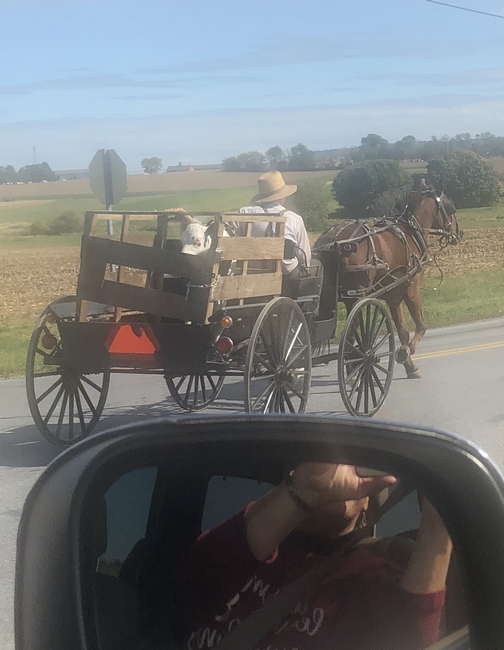 Calf being transported in rural Lancaster County, PA 10/10/19