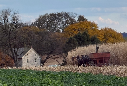 Amish farm corn harvest