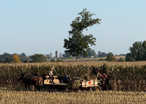 Corn harvest