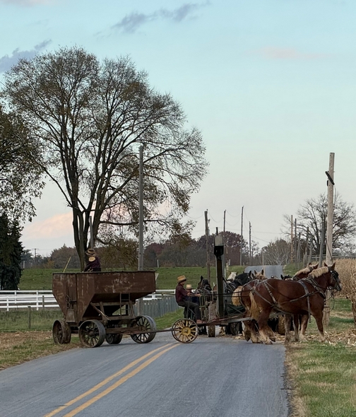 Amish corn harvest