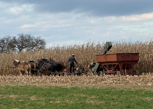 Amish farm corn harvest