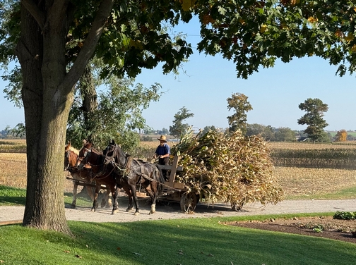 Corn harvest