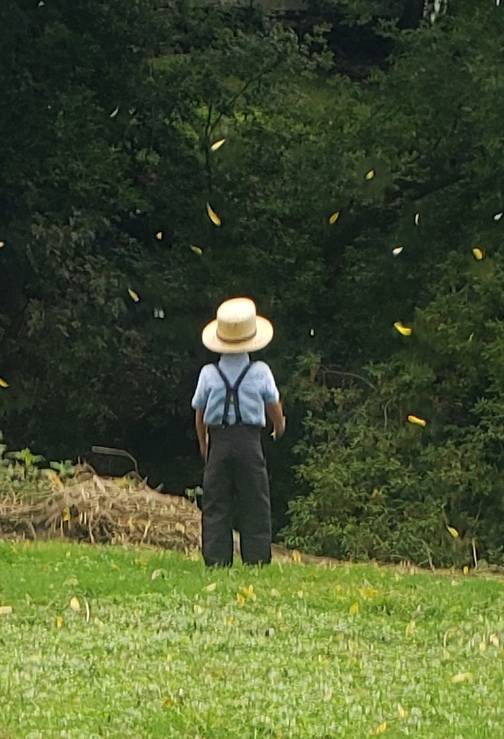 Amish boy watching leaves fall