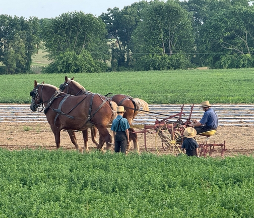 Field work on Amish farm