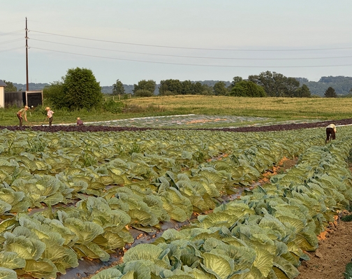 Levi's sons howing cabbage patch