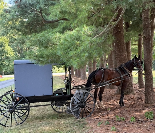 Parked horse and buggy