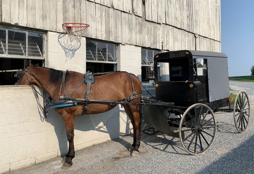 Horse and buggy parked near barn