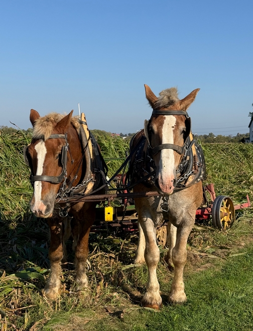 Horse team