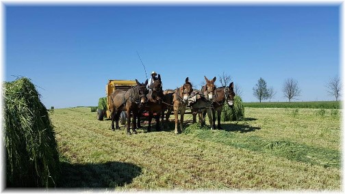 Mule team harvesting Alfalfa hay