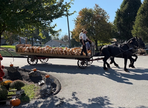Neck pumpkins on wagon