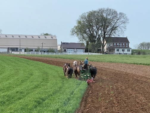 Team plowing field