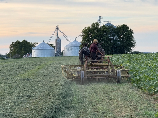 Raking alfalfa