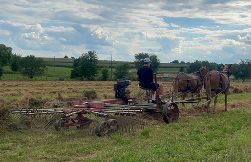 Raking hay on the Old Windmill Farm