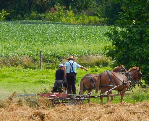 Raking hay on the Old Windmill Farm