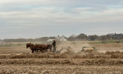 Amish raking hay