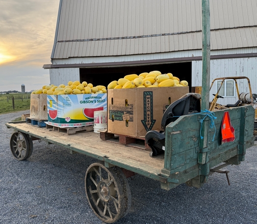 Spaghetti squash on wagon