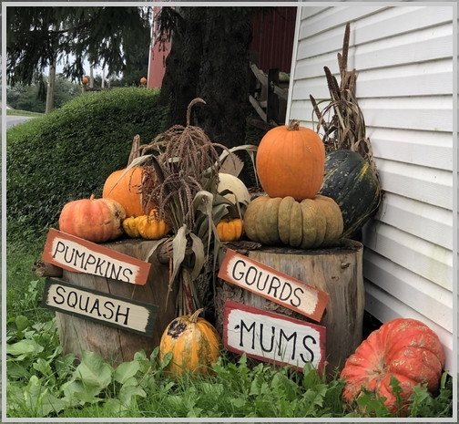 Stoltzfus Gourd and Pumpkin Farm, Lancaster County 9/23/18