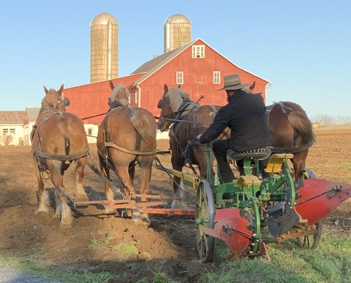 Amish farmer plowing