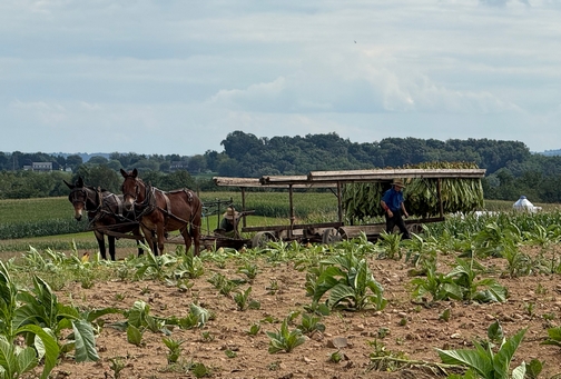 Harvesting tobacco on an Amish farm