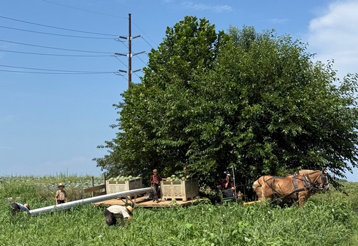 Watermelon harvest