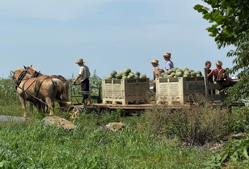 Watermelon harvest
