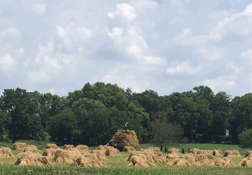Wheat harvest 7/4/19 (Click to enlarge)