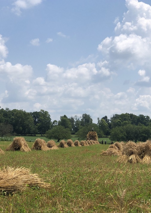 Wheat harvest 7/4/19 (Click to enlarge)