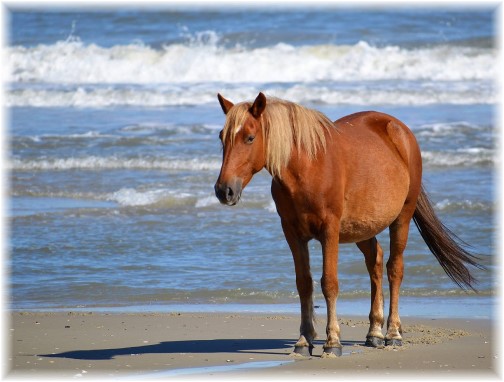Horse on shore at Outer Banks, NC (Photo by Doug Maxwell) Click to enlarge