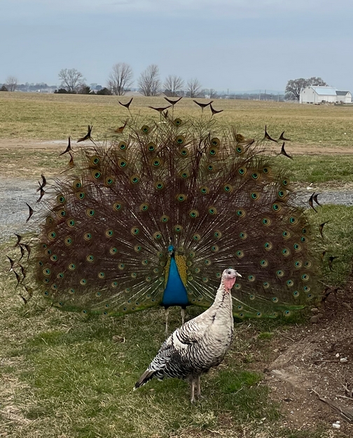 Old Windmill Farm peacock