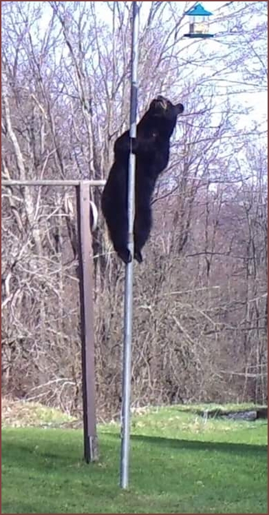 Bear trying to get to bird feeder in northern PA
