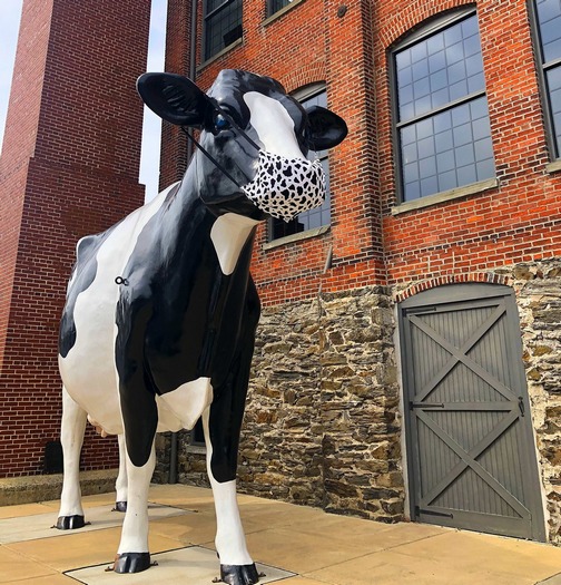 Turkey Hill cow with mask