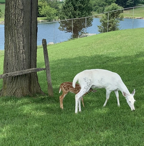 Albino deer and fawn and Oregon Dairy 7/14/19 Click to enlarge