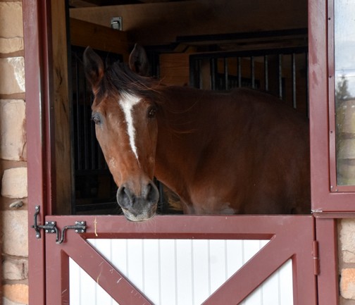 Amish horse looking out of barn (Doris High)